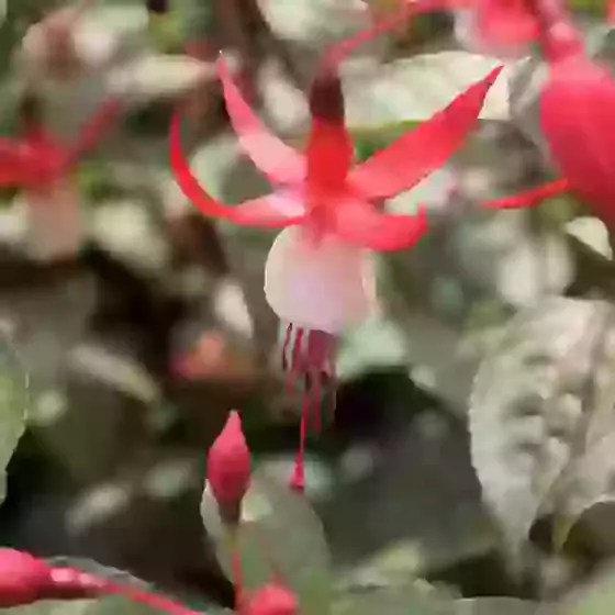 Fuchsia conspicua